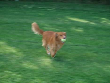 Nova scotia duck tolling retriever Samson sødt navn ik billede 5