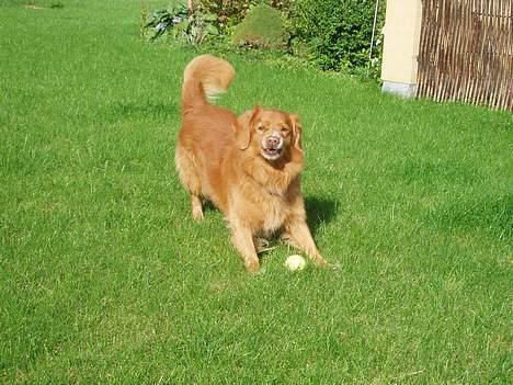 Nova scotia duck tolling retriever Samson sødt navn ik billede 6