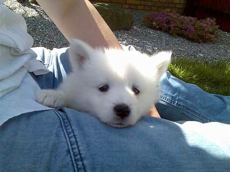 Samojedhund Lady. R.i.p 24.11.14 billede 8