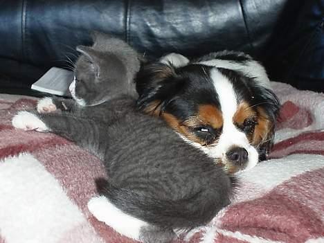 Cavalier king charles spaniel Munkebo's Fie RIP - hygge med frederikke  billede 13