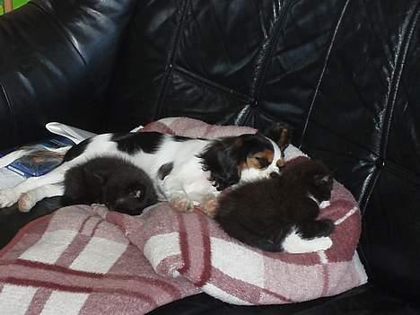 Cavalier king charles spaniel Munkebo's Fie RIP - sovning med misserne billede 14