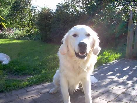 Golden retriever Basse - Det er mig i det dejlige vejr :D billede 1