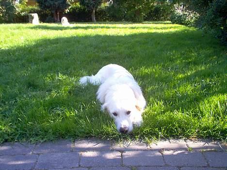 Golden retriever Basse - Kan du se mig? :) billede 2