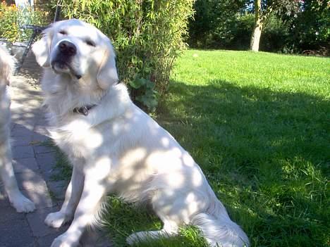 Golden retriever Basse - Ihh, sikke et billed :) billede 4