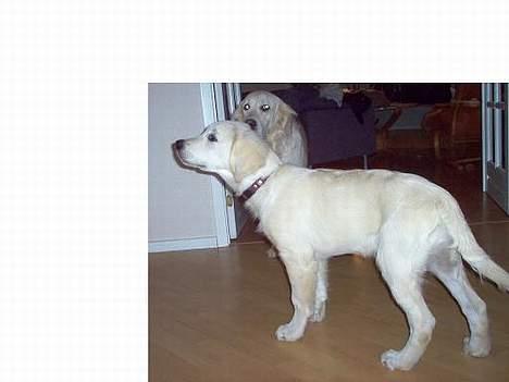 Golden retriever Basse - Der var jeg ikke så stor endnu :) billede 5