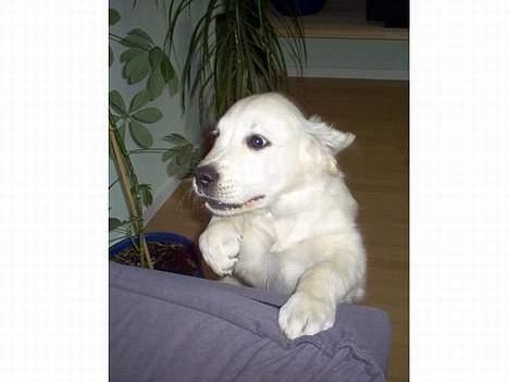 Golden retriever Basse - Jeg vil op :) Stadig en hvalp. billede 6