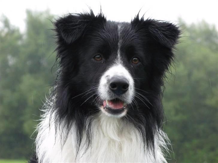 Border collie Kenzo billede 1