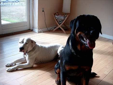 Rottweiler Tyson billede 1