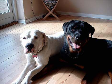 Rottweiler Tyson billede 2