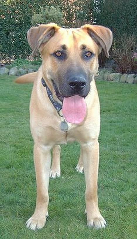 Blanding af racer Cato Bønnelykke  - vores dreng ca 9 mdr billede 1