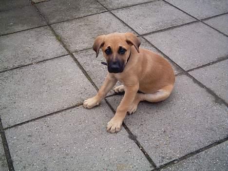 Blanding af racer Cato Bønnelykke  - HEJ billede 2