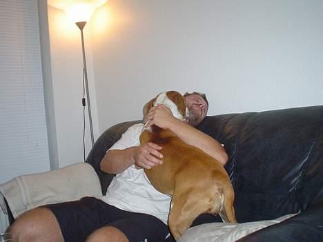 Amerikansk staffordshire terrier GANG-STAFF KISSE Kendalos billede 10