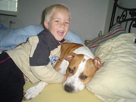 Amerikansk staffordshire terrier GANG-STAFF KISSE Kendalos billede 11