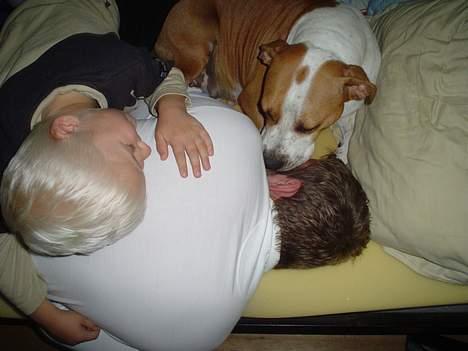 Amerikansk staffordshire terrier GANG-STAFF KISSE Kendalos billede 12