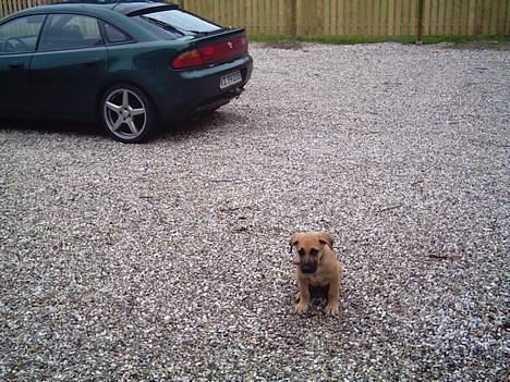 Blanding af racer Cato Bønnelykke  - Keep out!! billede 3