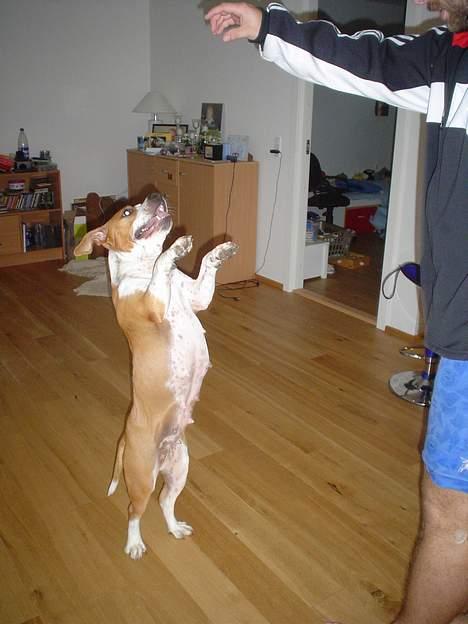 Amerikansk staffordshire terrier GANG-STAFF KISSE Kendalos billede 13