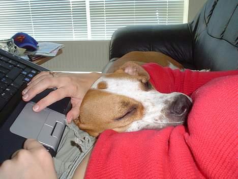 Amerikansk staffordshire terrier GANG-STAFF KISSE Kendalos billede 14