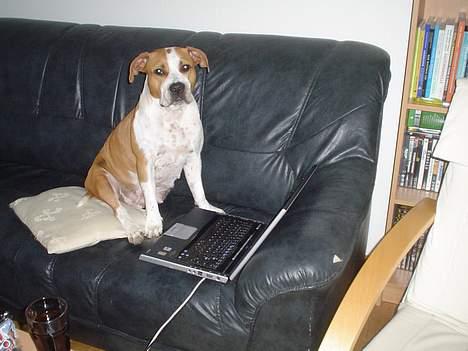 Amerikansk staffordshire terrier GANG-STAFF KISSE Kendalos billede 15