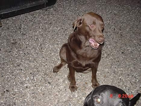 Labrador retriever buster og samson - forældres hund billede 2