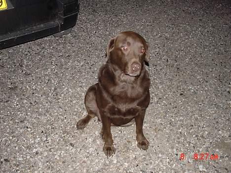 Labrador retriever buster og samson - forældres hund billede 3