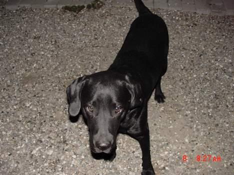 Labrador retriever buster og samson - forældres hund billede 4