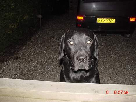Labrador retriever buster og samson - forældres hund billede 5