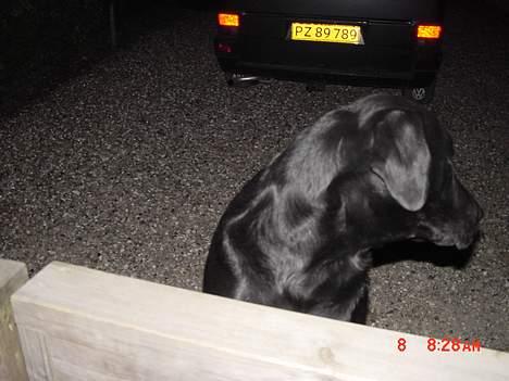 Labrador retriever buster og samson - forældres hund billede 6