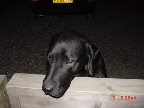 Labrador retriever buster og samson - forældres hund billede 7