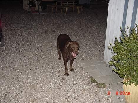 Labrador retriever buster og samson - forældres hund billede 8