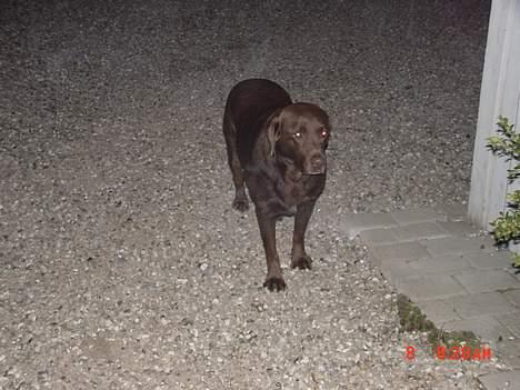 Labrador retriever buster og samson - forældres hund billede 9