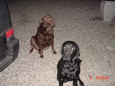 Labrador retriever buster og samson - forældres hund billede 10