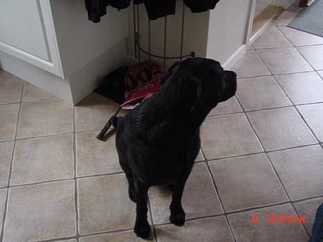 Labrador retriever buster og samson - forældres hund billede 11