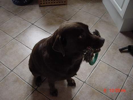 Labrador retriever buster og samson - forældres hund billede 12