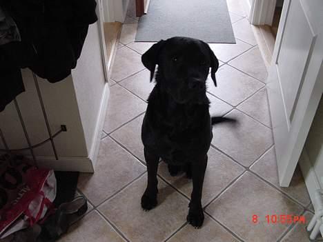 Labrador retriever buster og samson - forældres hund billede 13