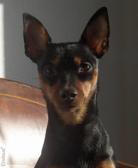 Dvaergpinscher Lille Lua Kahlúa - Jan 07 billede 10
