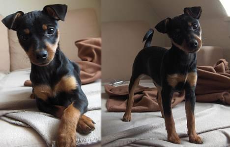 Dvaergpinscher Lille Lua Kahlúa - Baby Kahlúa poserer for kameraet 14 uger billede 11
