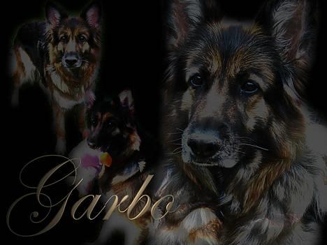 Schæferhund Lyager's Garbo billede 1