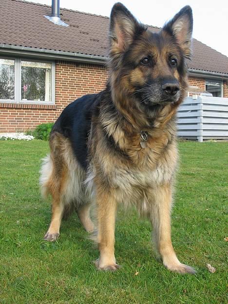 Schæferhund Lyager's Garbo - d. 25/4-07 billede 4