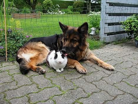 Schæferhund Lyager's Garbo - Garbo med Nimse - bedste venner (: billede 6