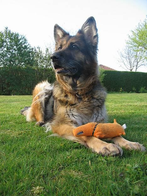 Schæferhund Lyager's Garbo - d. 25/4-07 billede 7