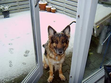 Schæferhund Lyager's Garbo - sne :P billede 9