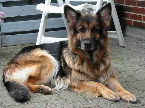 Schæferhund Lyager's Garbo billede 10