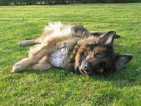 Schæferhund Lyager's Garbo - d. 25/4-07 billede 14