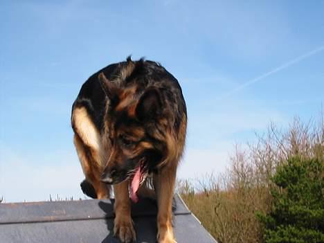 Schæferhund Lyager's Garbo - med på hundebanen (: billede 15