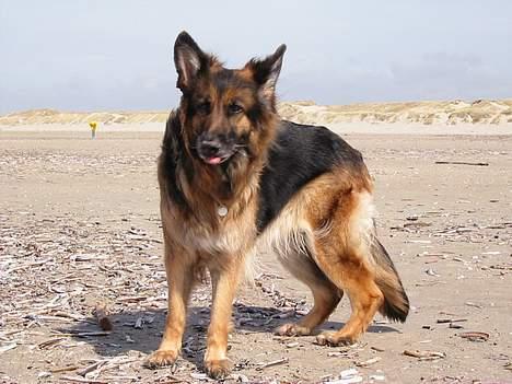 Schæferhund Lyager's Garbo - Garbo på stranden - det blæser ja ! ;) billede 16