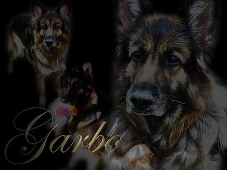 Schæferhund Lyager's Garbo - Tak for kigget. Håber i nød det (: billede 20