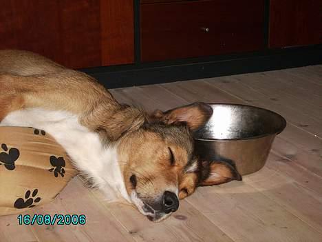 Blanding af racer Julle billede 17