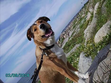 Blanding af racer Julle billede 18