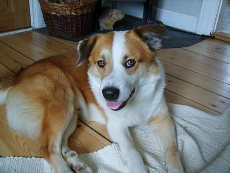 Islandsk fårehund Bastian billede 1