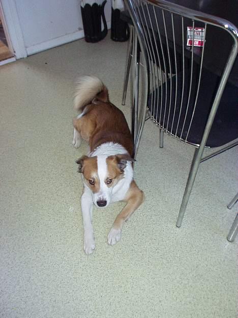 Islandsk fårehund Bastian billede 2